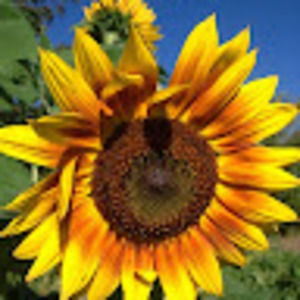 Meet your Posher, Dana